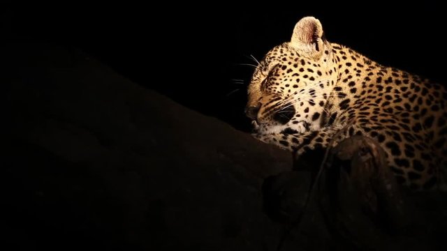 Close-up of a leopard at night sleeping in a tree lit by a spotlight