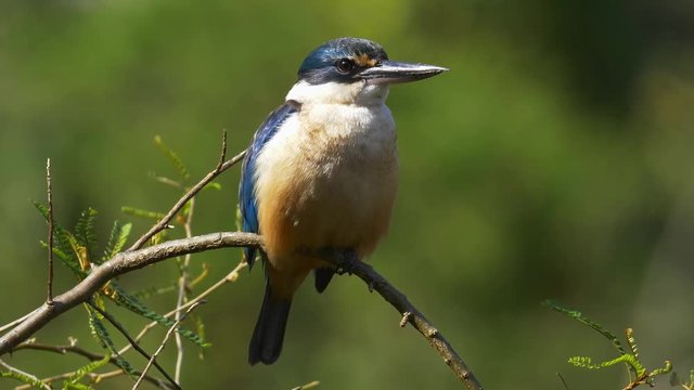 Sacred Kingfisher perched in the sunshine against a blurry green background