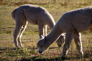 Alpakas auf freiem Feld