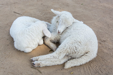 Two sheep are sleeping.