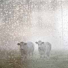 two white meat cows in early moring misty meadow in holland seen through wet windshield - obrazy, fototapety, plakaty