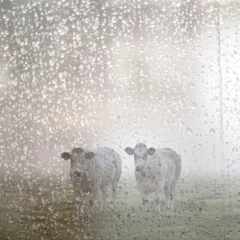 Poster de jardin Vache Deux vaches à viande blanche au début du matin brumeux meadow en Hollande vu à travers le pare-brise humide