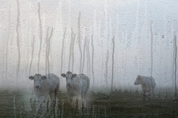 three white meat cows in early moring misty meadow in holland