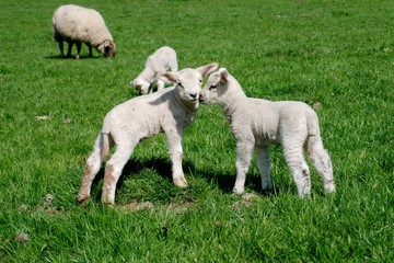 Obraz premium Two lambs