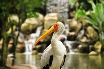 Multicolored great Indian hornbill, Beautiful exotic great Indian hornbill with big beak against tropical forest