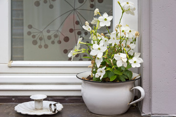 A still life on a windowsill with a flower pot