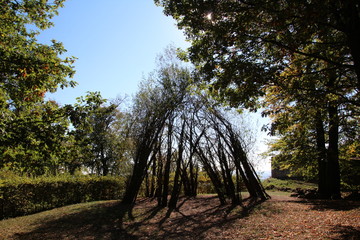 Weidendom auf dem Litermont Gipfel im Saarland