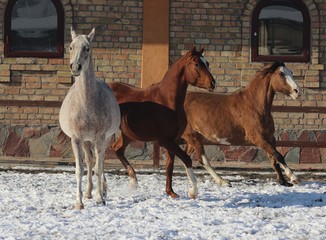 purebred arab horse mom with son and american horse