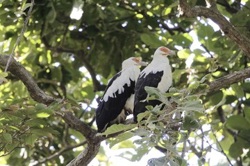 Pair of palm-nut vulture‘s (Gypohierax angolensis) in a tree