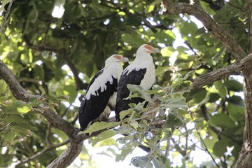 Pair of palm-nut vulture‘s (Gypohierax angolensis) in a tree