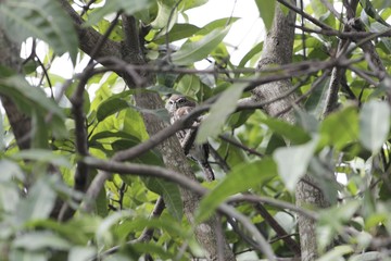 Fototapeta premium Pearl-spotted owlet (Glaucidium perlatum) hidden in a tree