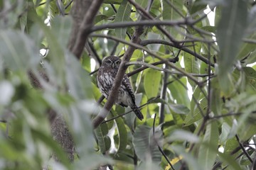 Pearl-spotted owlet (Glaucidium perlatum) hidden in a tree