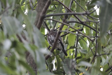 Pearl-spotted owlet (Glaucidium perlatum) hidden in a tree