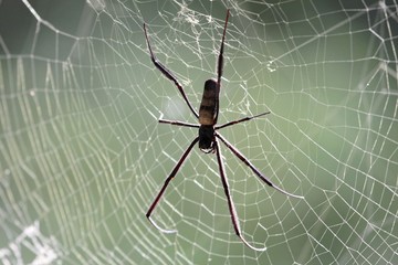 Golden Orb-weaver (Nephila senegalensis) on the net