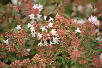 Abelia grandiflora