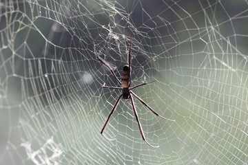 Golden Orb-weaver (Nephila senegalensis) on the net