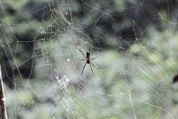 Golden Orb-weaver (Nephila senegalensis) on the net