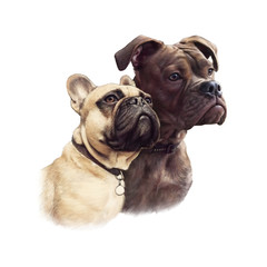 Obraz premium Two Cute French Bulldogs isolated on white background. Realistic drawing of boxer dogs. Hand Painted Illustration of Pets. Animal collection: Dogs. Design template. Good for pet shop, T-shirt, pillow