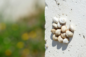 escargots sur un mur