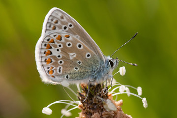 Fototapeta na wymiar common blue butterfly up close
