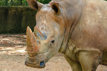 Obraz premium Saw this Rhinoceros while visiting the famous Kruger National Park in South Africa.