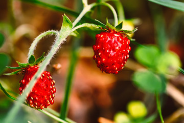Forest ripe strawberries