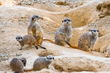 Group of watching surricatas outdoor