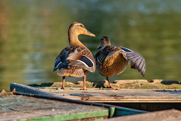 Naklejka premium Female mallard duck (anas platyrhynchos) on Danube river. Duck rests on the boat.