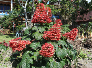 Indonesia, Sumatra island, lake Toba, Samosir island, Tuk-Tuk Peninsula