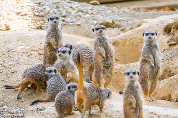Group of watching surricatas outdoor