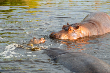 A group of common hippopotamus (Hippopotamus amphibius), or hippo, in the South Luangwa river, South Luangwa, Zambia, Africa