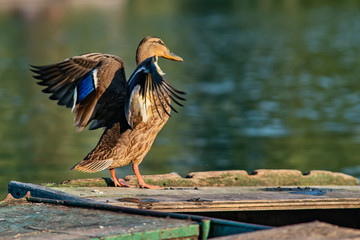 Naklejka premium Female mallard duck (anas platyrhynchos) on Danube river. Duck rests on the boat.
