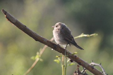 baby bird Shrike on a branch