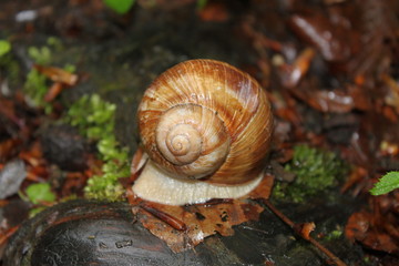 Schnecke