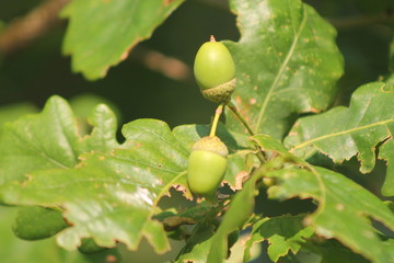 acorns on tree
