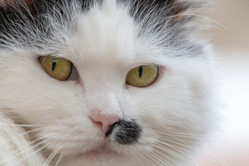 chat
