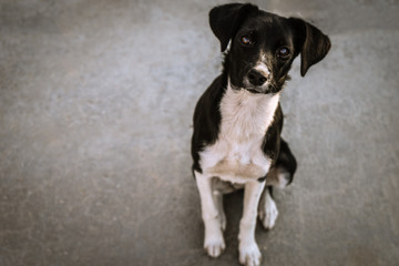 black and white dog sitting on the asphalt 