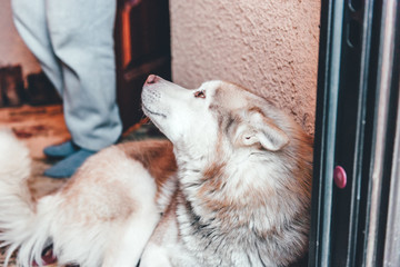 Portrait of sick husky dod lying in hall. 