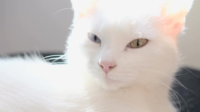 A white, sleepy cat stretches and yawns. Close-up of the eyes and nose of a white, sleeping cat.