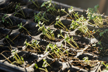 growing vegetable plant seed in plastic box pots