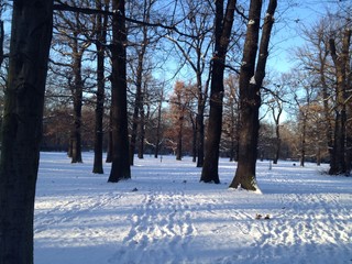 Beautiful Winter Scenery in Berlin Park Hasenheide with Snow Covered Ground, Trees, Blue Sky and Sun Light