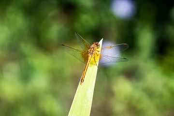 grass, grass, dragonfly, summer, nature