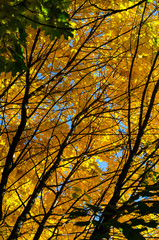 Bottom view to a branch with bright yellow maple leaves and sky gaps