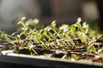 growing vegetable plant seed in plastic box pots