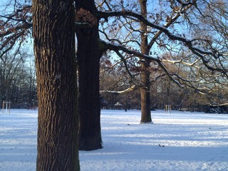 Beautiful Winter Scenery in Berlin Park Hasenheide with Snow Covered Ground, Trees, Blue Sky and Sun Light