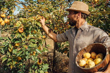Man picking organic yellow pears