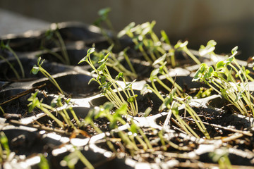 growing vegetable plant seed in plastic box pots