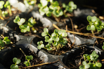 growing vegetable plant seed in plastic box pots