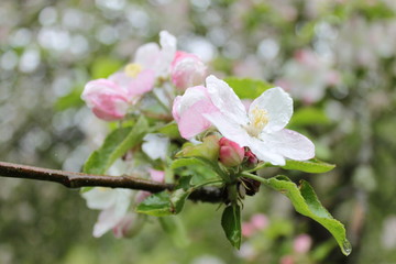 Apfelblüte
