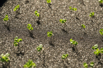 growing organic hydroponic vegetable plant seed on a sponge in basket